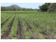 Home Hill QLD 4806