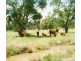 Willows QLD 4702