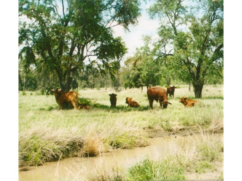 Willows QLD 4702
