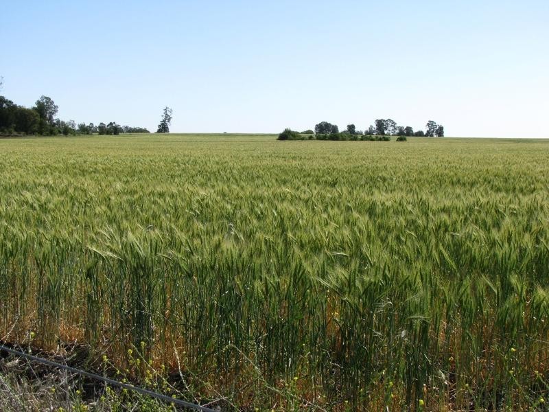 2711 Acres, Top Quality Country, Drillham QLD 4424