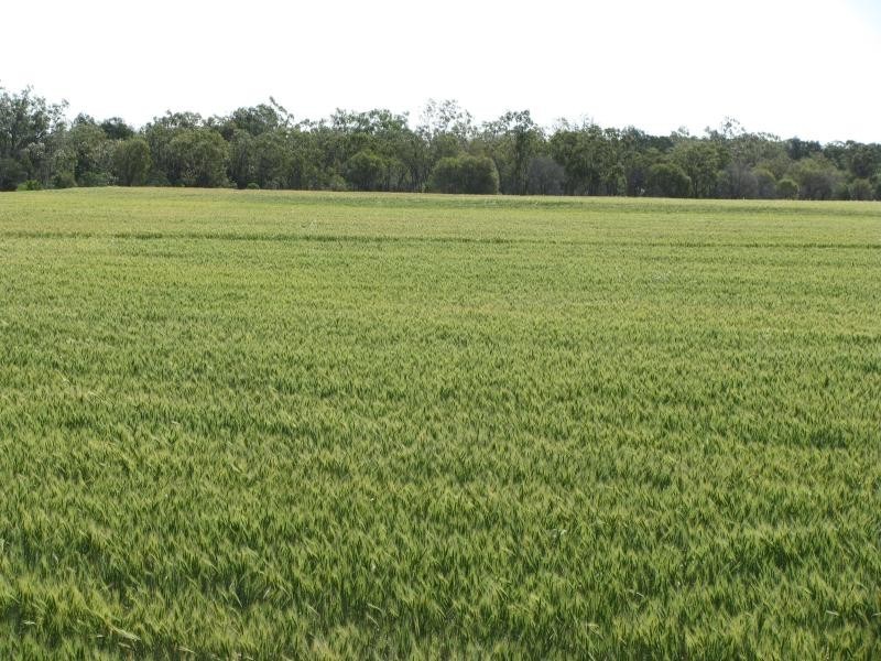 2711 Acres, Top Quality Country, Drillham QLD 4424