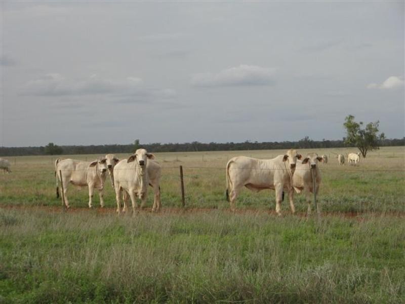 Talwood QLD 4496