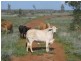 Talwood QLD 4496