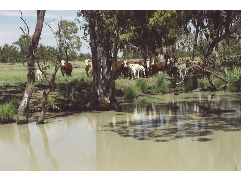 Injune QLD 4454