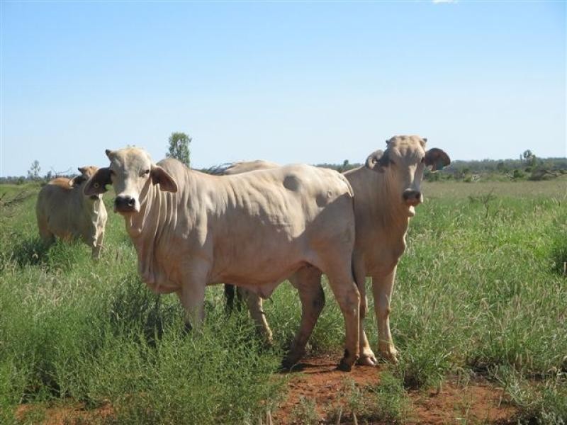 Talwood QLD 4496