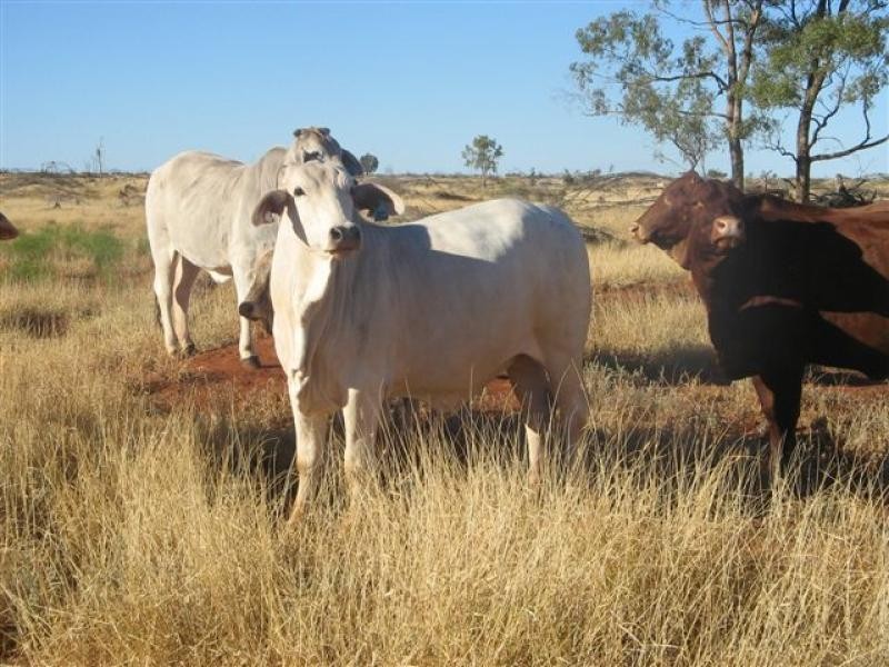 Talwood QLD 4496