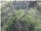 Talwood QLD 4496