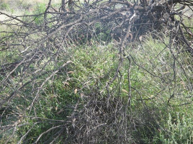 Talwood QLD 4496