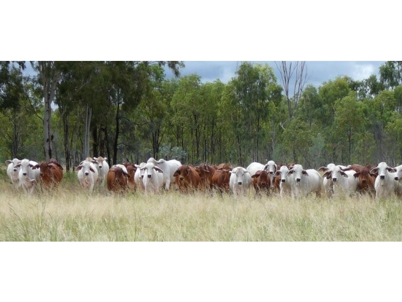 Namoi Hills, Lot 1, Namoi Road, Dingo QLD 4702