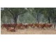 Namoi Hills, Lot 1, Namoi Road, Dingo QLD 4702