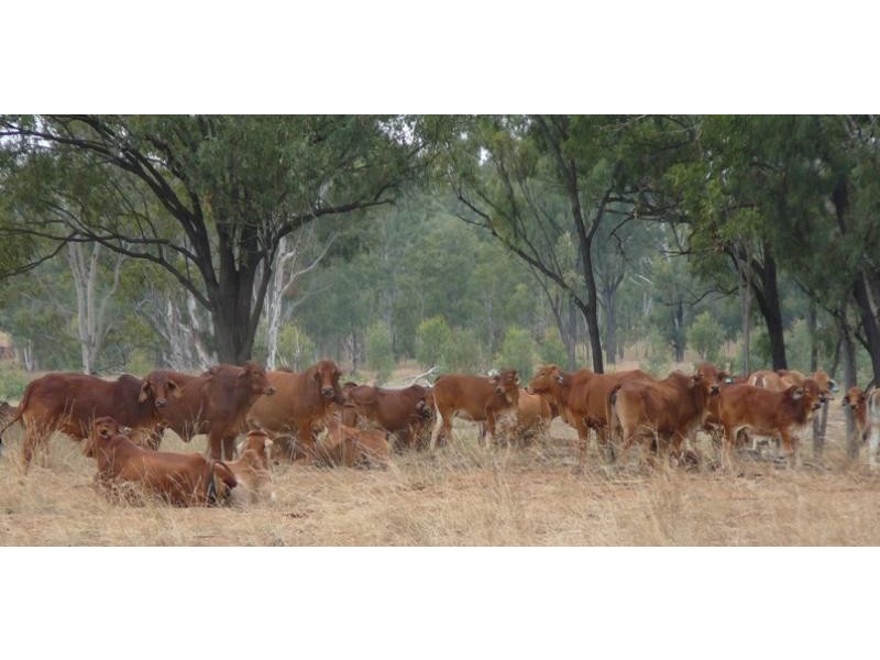 Namoi Hills, Lot 1, Namoi Road, Dingo QLD 4702