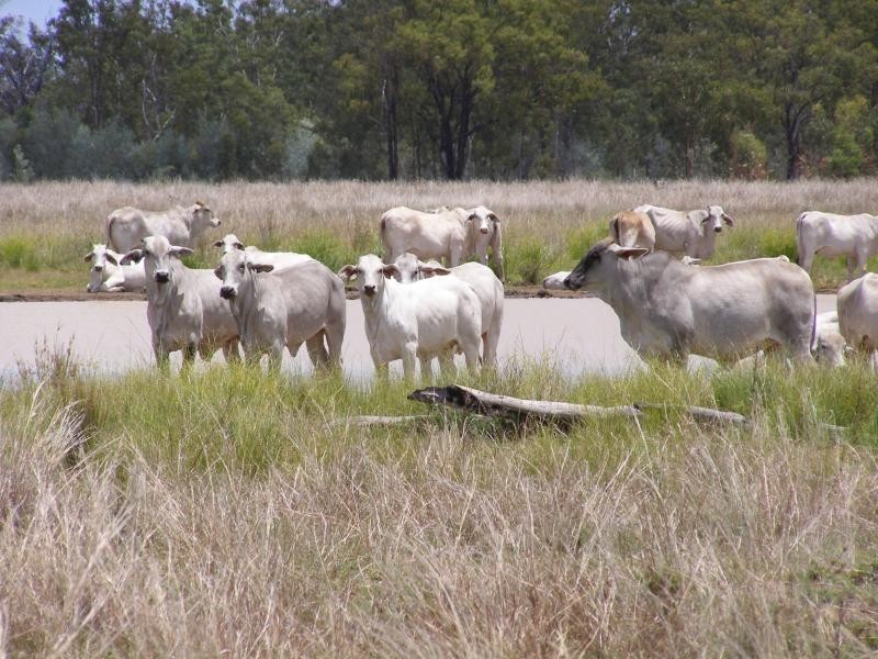 Namoi Hills, Lot 1, Namoi Road, Dingo QLD 4702