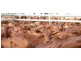 Namoi Hills, Lot 1, Namoi Road, Dingo QLD 4702