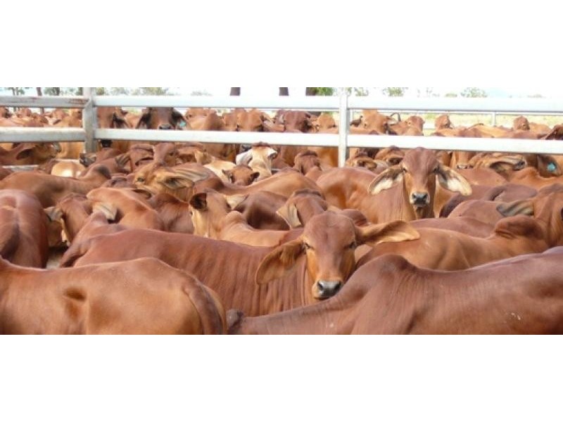 Namoi Hills, Lot 1, Namoi Road, Dingo QLD 4702
