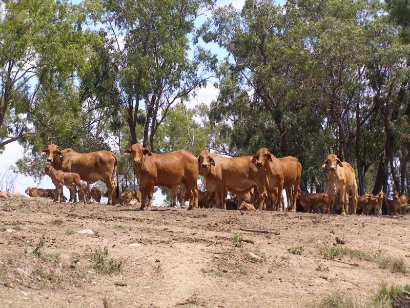 Namoi Hills, Lot 1, Namoi Road, Dingo QLD 4702
