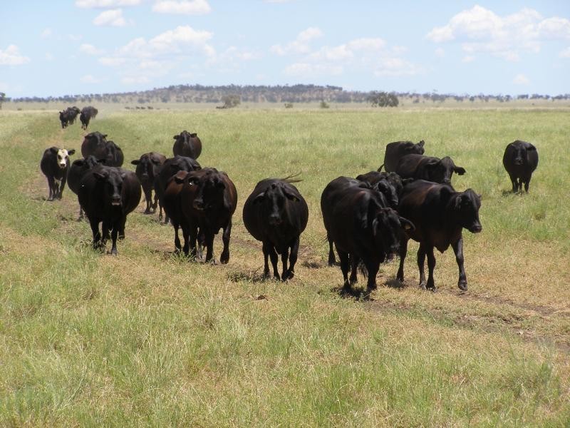 Muttaburra QLD 4732