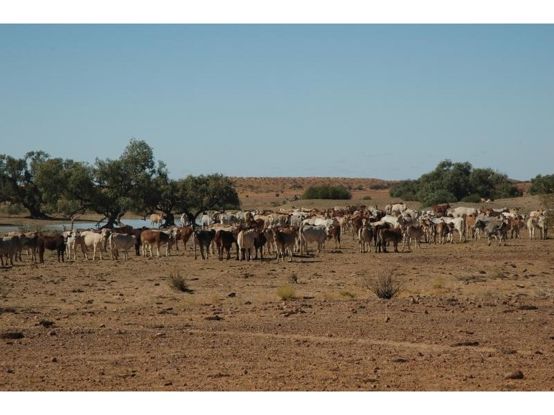Bedourie QLD 4829