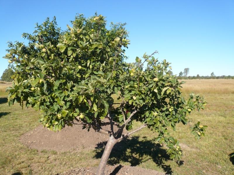 216 KOFOEDS ROAD, Tara QLD 4421