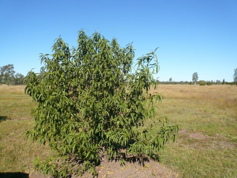 216 KOFOEDS ROAD, Tara QLD 4421