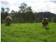 Kyogle NSW 2474