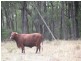 534 ACRES GRAZING BLOCK, Jandowae QLD 4410