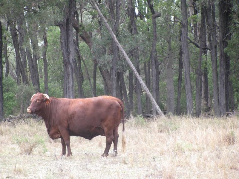 534 ACRES GRAZING BLOCK, Jandowae QLD 4410