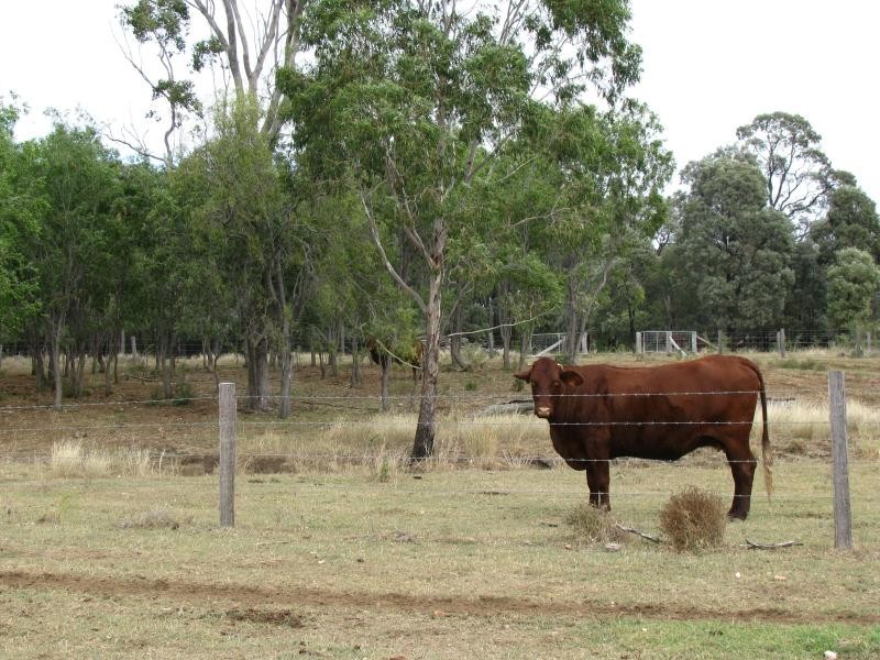534 ACRES GRAZING BLOCK, Jandowae QLD 4410