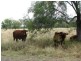 534 ACRES GRAZING BLOCK, Jandowae QLD 4410