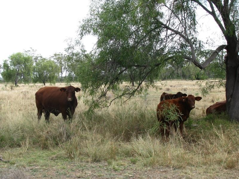 534 ACRES GRAZING BLOCK, Jandowae QLD 4410