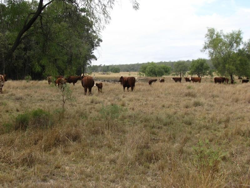 534 ACRES GRAZING BLOCK, Jandowae QLD 4410