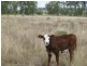 534 ACRES GRAZING BLOCK, Jandowae QLD 4410