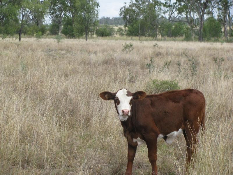 534 ACRES GRAZING BLOCK, Jandowae QLD 4410