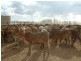 Quilpie QLD 4480