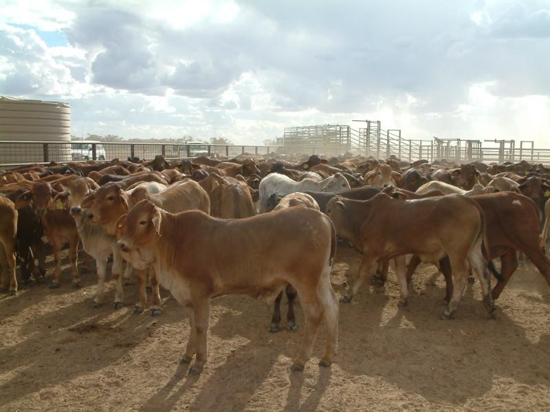 Quilpie QLD 4480