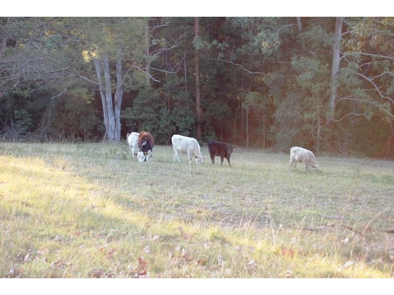 28 CRADLE CREEK ROAD, LOWANNA/, Dorrigo NSW 2453