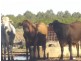 Bollon QLD 4488