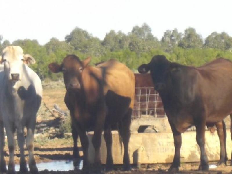 Bollon QLD 4488