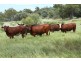 Roma QLD 4455