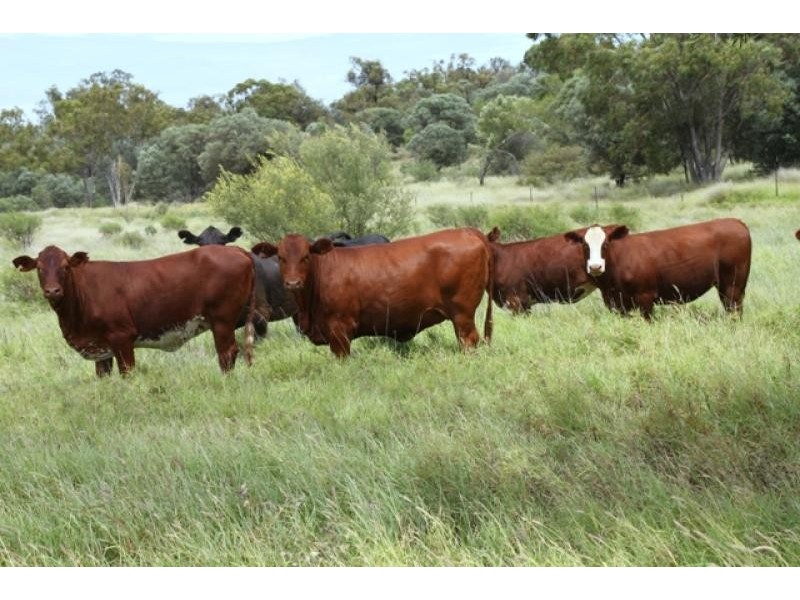 Roma QLD 4455