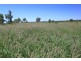Roma QLD 4455