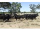 Mitchell QLD 4465