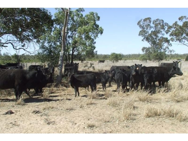 Mitchell QLD 4465
