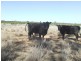 Mitchell QLD 4465