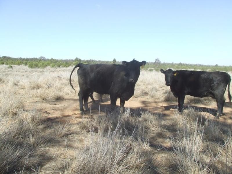 Mitchell QLD 4465