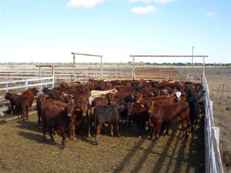 WILLACORA 50 KM SE, Cunnamulla QLD 4490