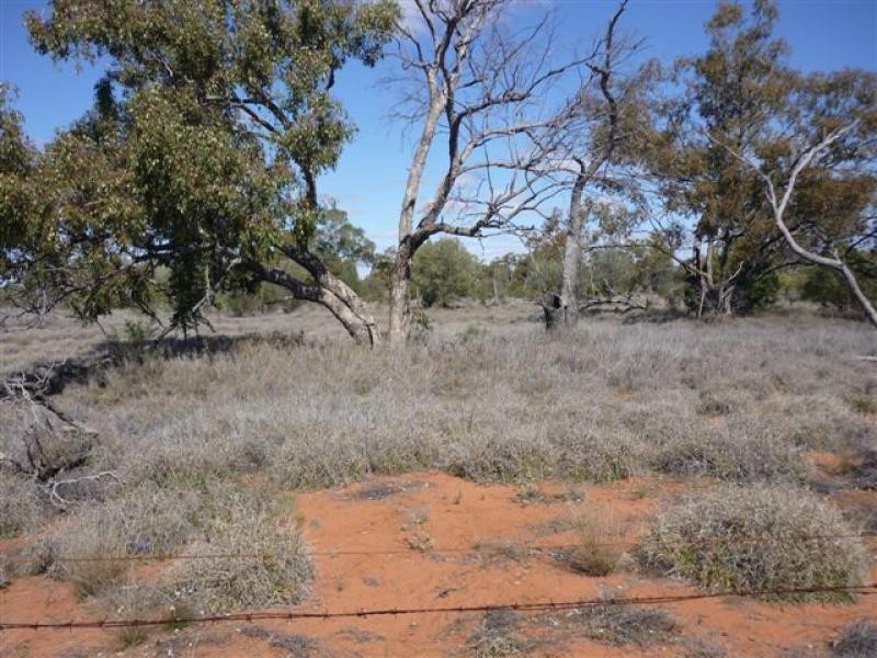 WILLACORA 50 KM SE, Cunnamulla QLD 4490