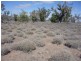WILLACORA 50 KM SE, Cunnamulla QLD 4490