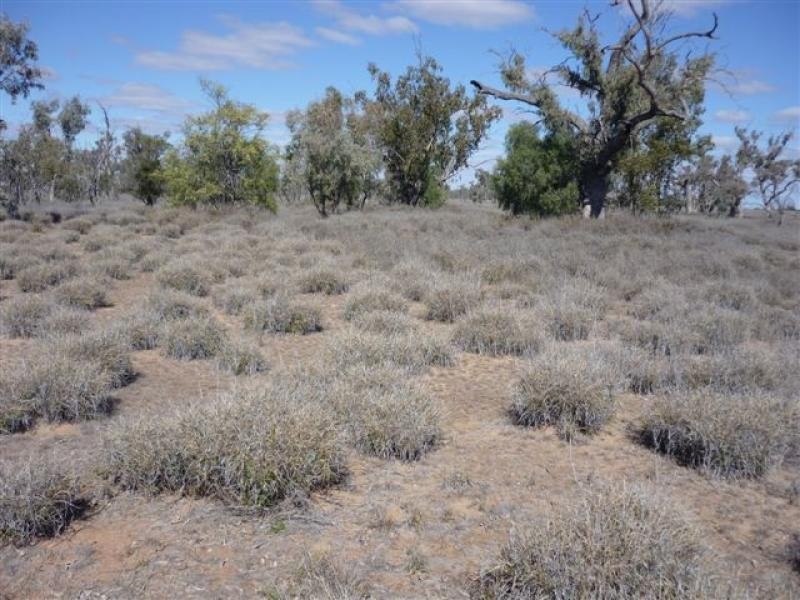 WILLACORA 50 KM SE, Cunnamulla QLD 4490