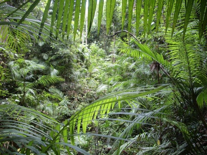 Lake Barrine QLD 4884