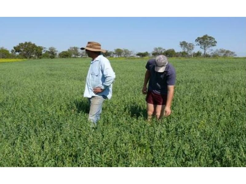 1148 ACRES NORTH-WEST, Bell QLD 4408